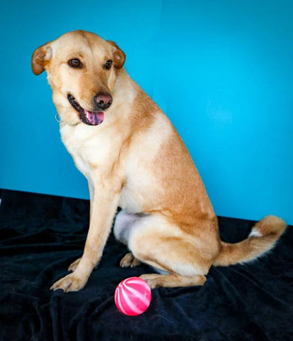 Keep Them Moving: Ball Toys for Energetic Pets