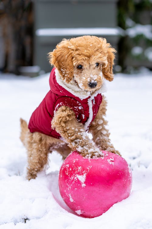 Squeaky Toys for Small Canine Companions