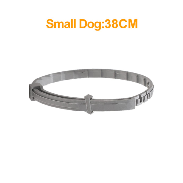 small-dog